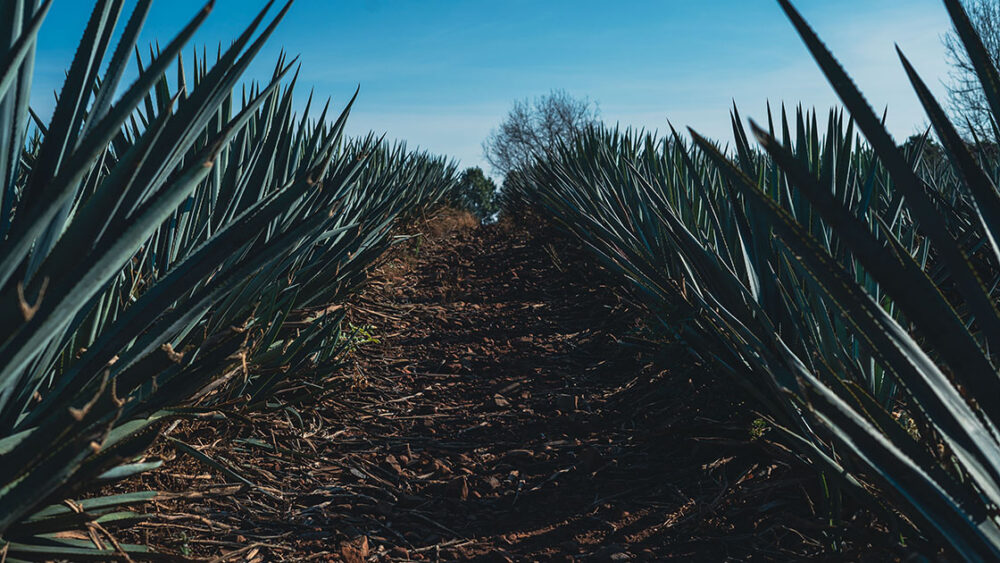 St Barth Bartender Trip - Mexico - June 2022